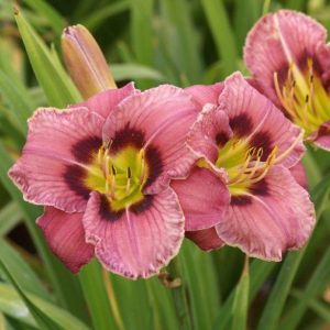 Hemerocallis Always Afternoon