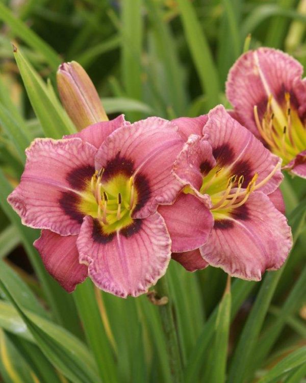 Hemerocallis Always Afternoon