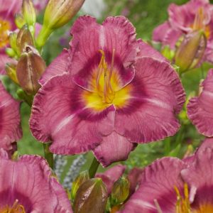 Hemerocallis Always Liberty