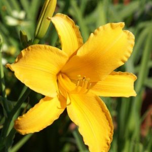 Hemerocallis Aten