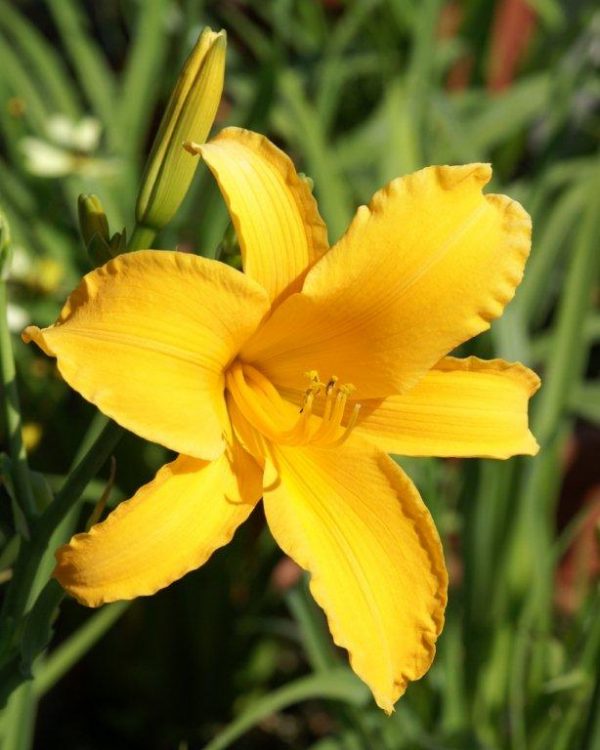 Hemerocallis Aten