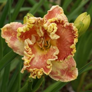 Hemerocallis Barbera Barnes