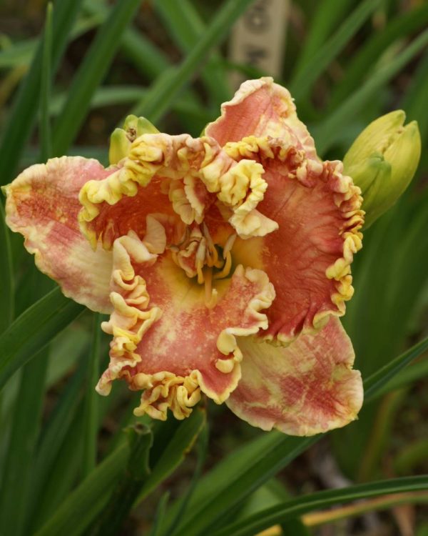 Hemerocallis Barbera Barnes