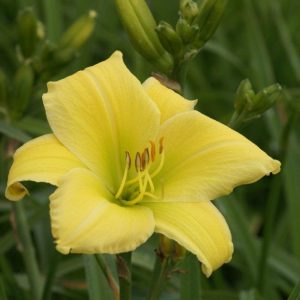 Hemerocallis Big Bird