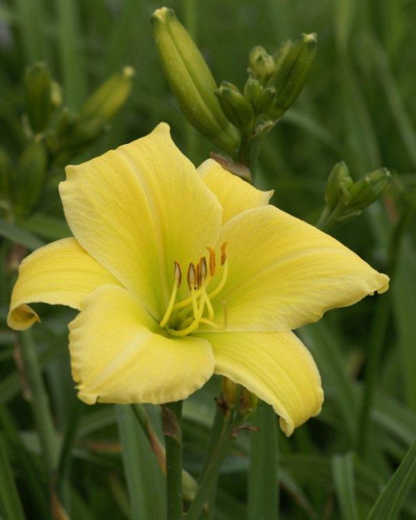 Hemerocallis Big Bird