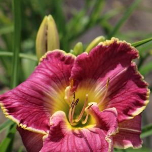 Hemerocallis Cape Breton