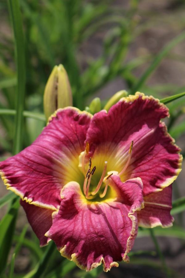 Hemerocallis Cape Breton