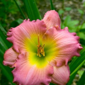 Hemerocallis Chance Encounter