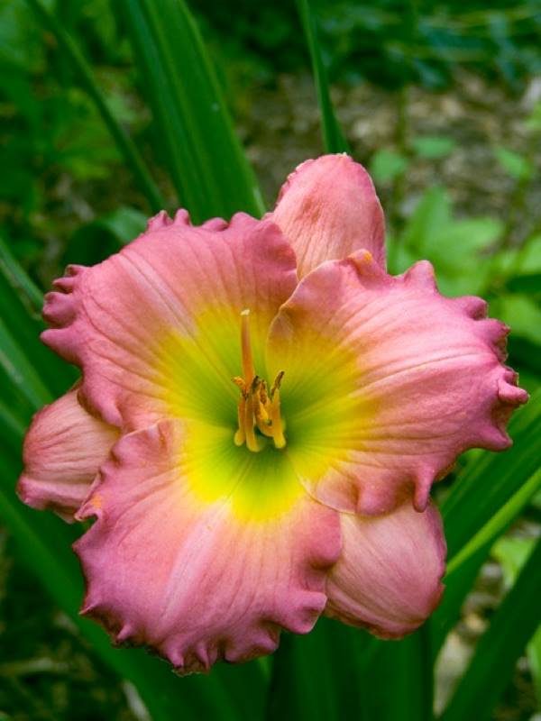 Hemerocallis Chance Encounter