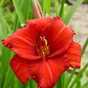 Hemerocallis Chicago Apache