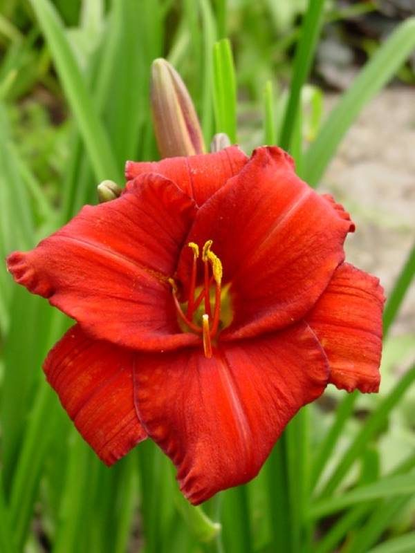 Hemerocallis Chicago Apache