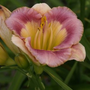 Hemerocallis Chinese Incantation