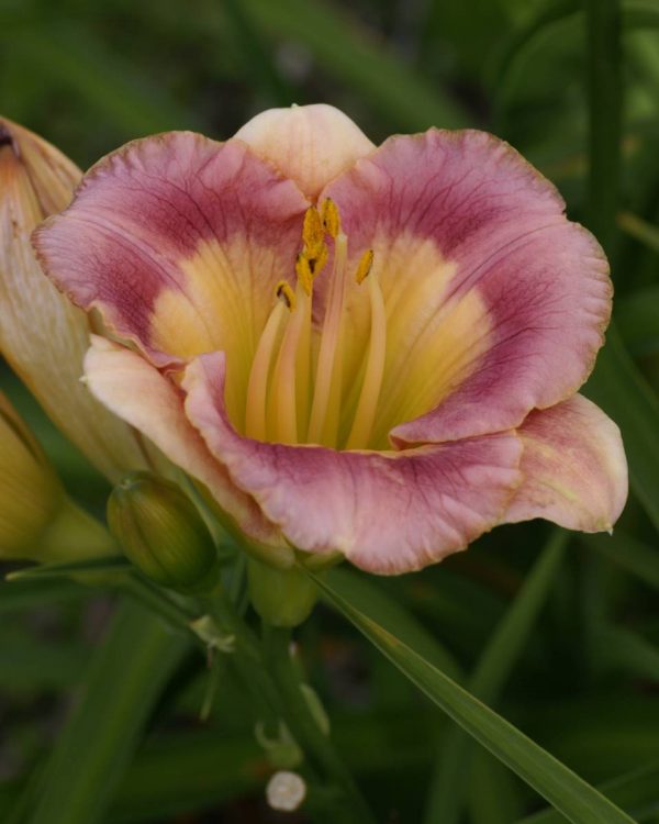 Hemerocallis Chinese Incantation
