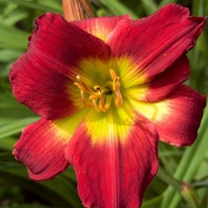 Hemerocallis Christmas Is