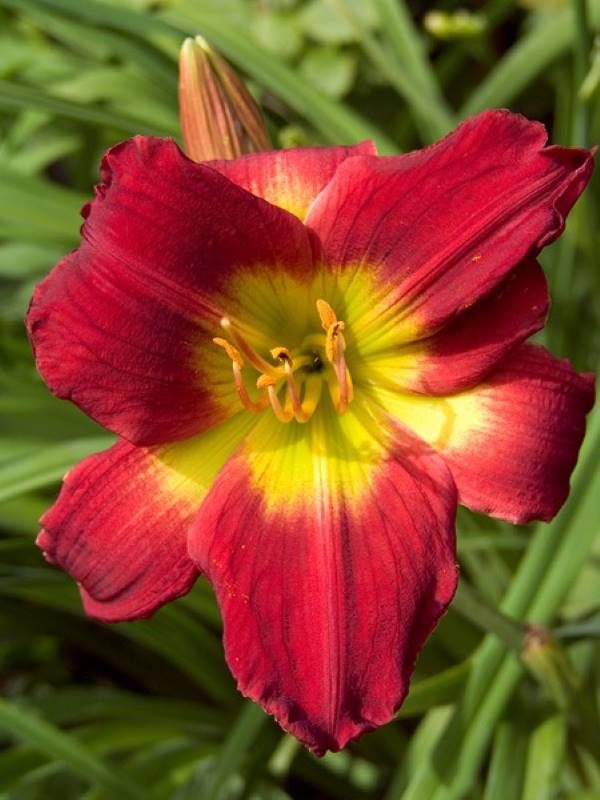 Hemerocallis Christmas Is