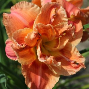 Hemerocallis Congo Coral