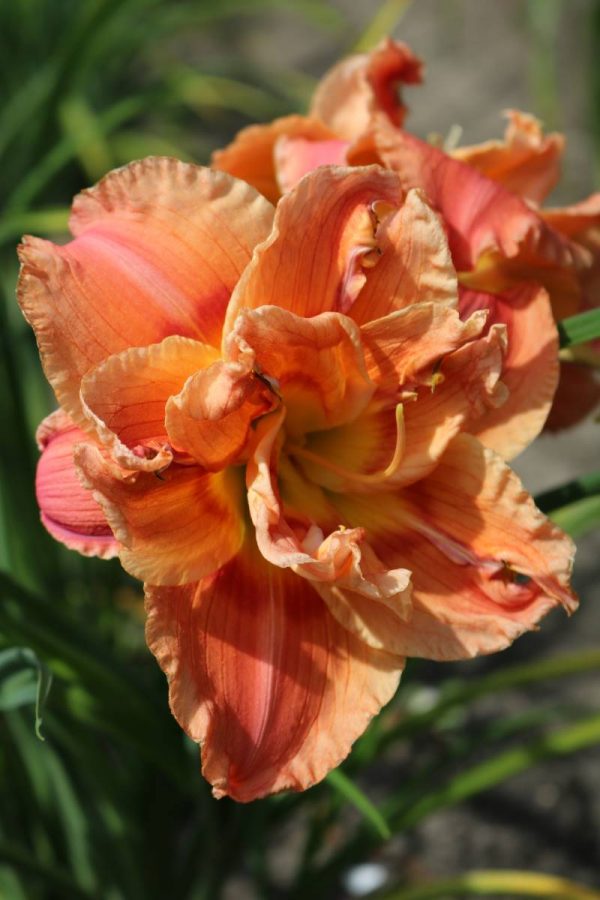 Hemerocallis Congo Coral