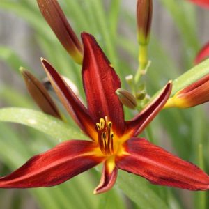 Hemerocallis Crimson Pirate