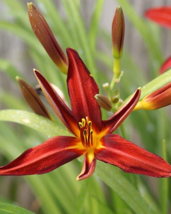 Hemerocallis Crimson Pirate