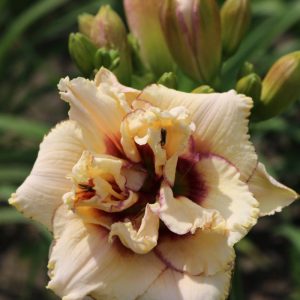Hemerocallis Crincled Fantasy