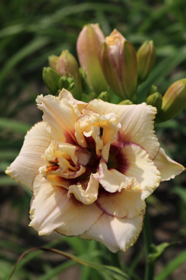 Hemerocallis Crincled Fantasy