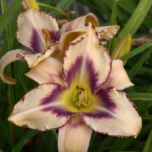 Hemerocallis Destined to See