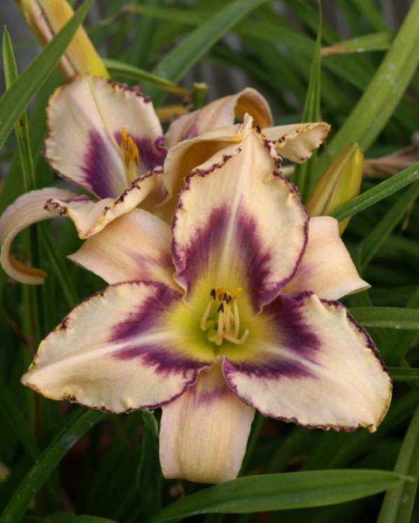 Hemerocallis Destined to See