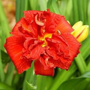 Hemerocallis Double Firecracker