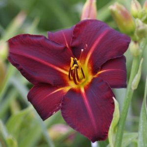 Hemerocallis Dragon Lore