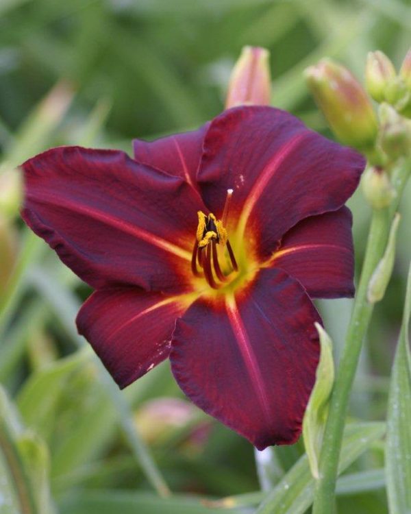 Hemerocallis Dragon Lore
