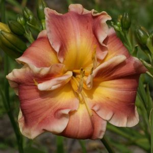 Hemerocallis En Vogue