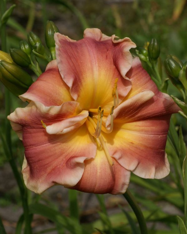 Hemerocallis En Vogue