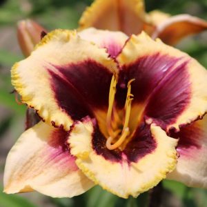 Hemerocallis Eye on America