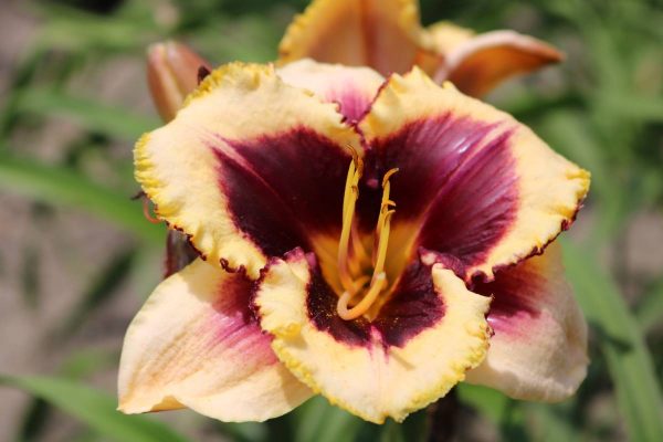 Hemerocallis Eye on America