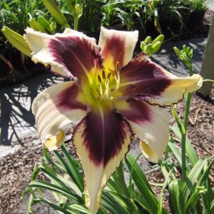 Hemerocallis Eyed Twister