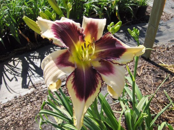 Hemerocallis Eyed Twister