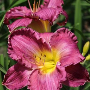 Hemerocallis Face of the Stars