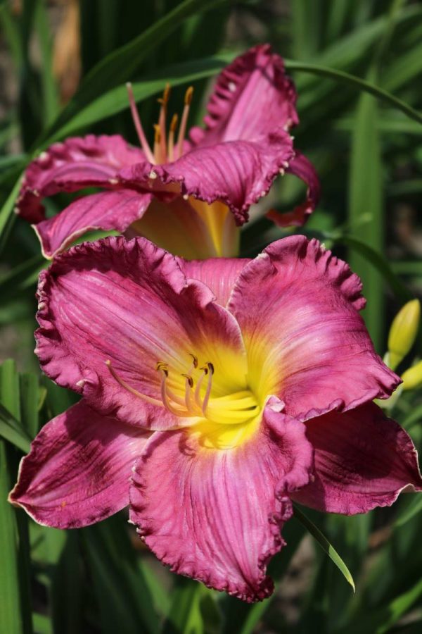 Hemerocallis Face of the Stars