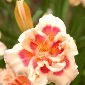 Hemerocallis Forty Second Street