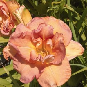 Hemerocallis Frances Joiner