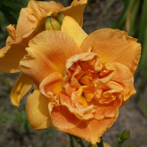Hemerocallis Future Design