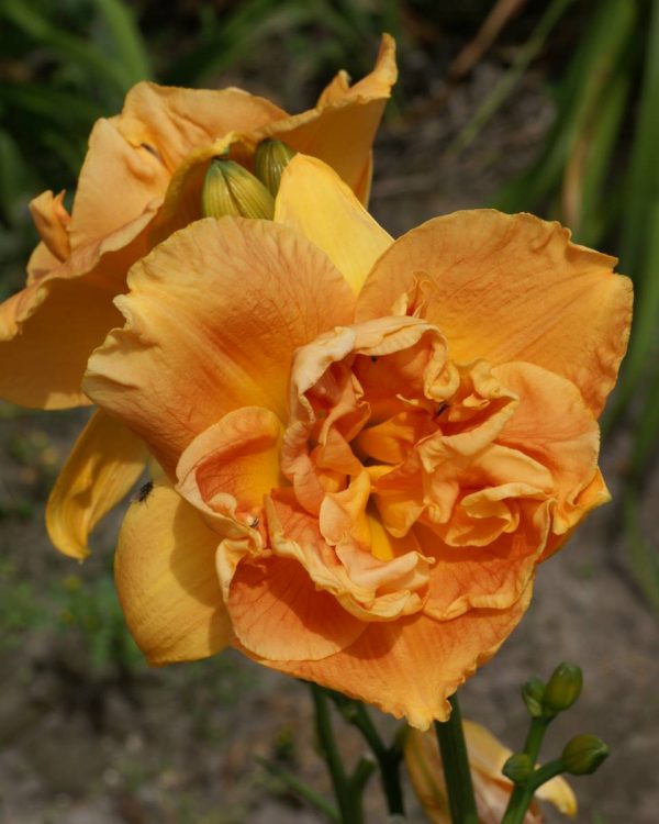 Hemerocallis Future Design