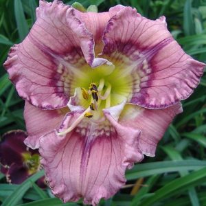 Hemerocallis Get Jiggy