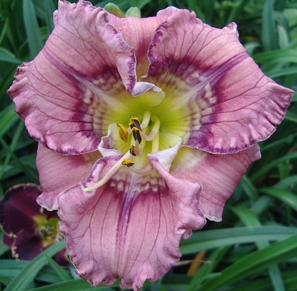 Hemerocallis Get Jiggy