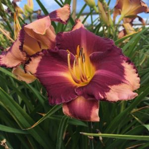 Hemerocallis Grape Sherbert