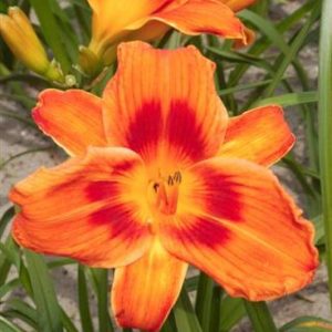 Hemerocallis Holiday Delight