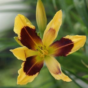 Hemerocallis Indian Sky