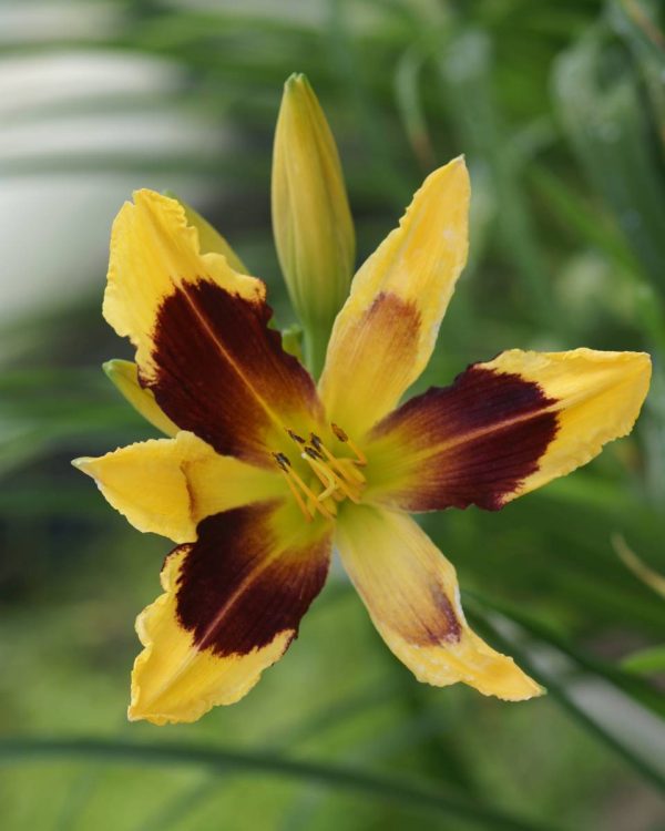 Hemerocallis Indian Sky