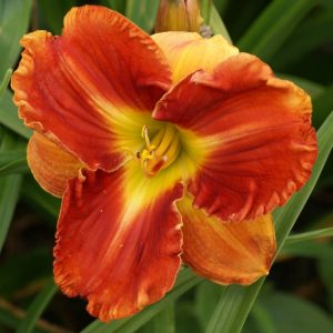 Hemerocallis Indy Awesome Stuff