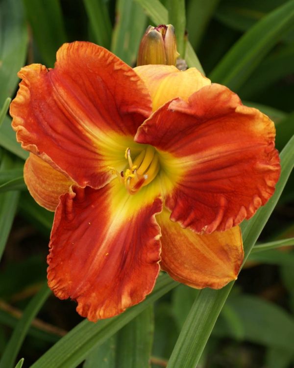 Hemerocallis Indy Awesome Stuff